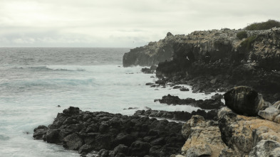 Imagen de El corrent de Humboldt: L'arribada - 11