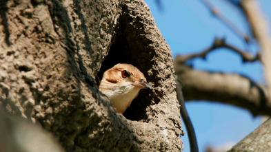 Imagen de Estructuras animales: Hogares a medida - 11