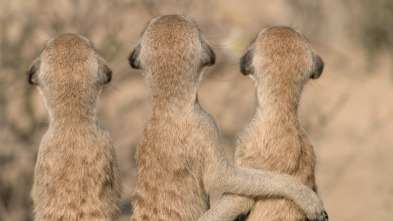 Imagen de Los sonidos de la naturaleza - 3