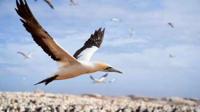Imagen de El gran festín del océano - 11