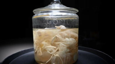 Imagen de El hombre que robó el cerebro de Einstein - 11
