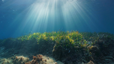 Imagen de Mares supremos: La carrera de las sardinas - 11