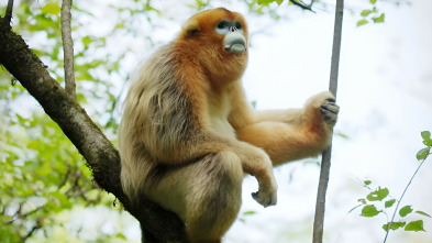Imagen de Recuerdos de un langur chato dorado - 11