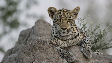 Imagen de El juego de tronos de los leopardos - 3