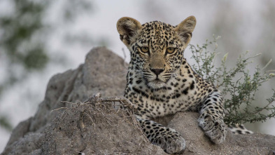 Imagen de El juego de tronos de los leopardos  - 11