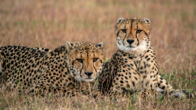 Imagen de Las criaturas secretas de África - 11