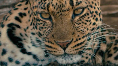 Imagen de Mashatu: tierra de leopardos - 11