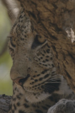 Imagen de Relats de Zàmbia - 2