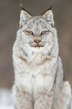 Imagen de L'any de la natura canadenca: Estiu - 2