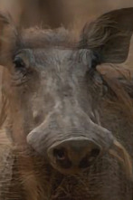 Imagen de Supervivientes de la...: Apetitos animales - 9