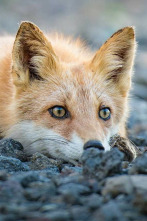 Imagen de Los segundones - 9