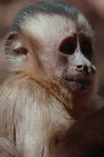 Imagen de Wild LATAM: El Amazonas - 3