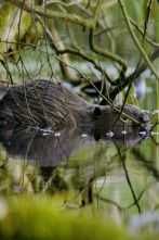 Imagen de Estructuras animales: Hogares a medida - 9
