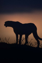 Imagen de El Kalahari, la otra ley de la selva - 7