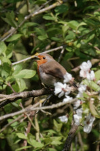 Imagen de Los sonidos de la naturaleza - 2
