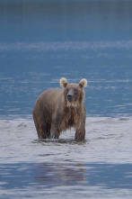 Imagen de Los osos gigantes de Alaska - 9