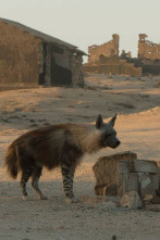 Imagen de Las hienas pardas de Makgadikgadi - 9