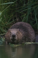 Imagen de Castor, un superhéroe de la naturaleza - 9
