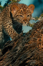 Imagen de Mashatu: tierra de leopardos - 9