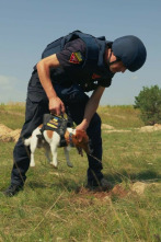 Imagen de Nosotros, nuestras mascotas y la guerra - 9