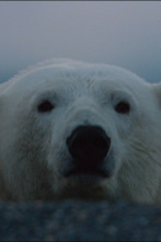 Imagen de Animales Imbatibles - 9