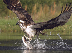 Imagen de Wild Escocia: Las...: Verano - 3
