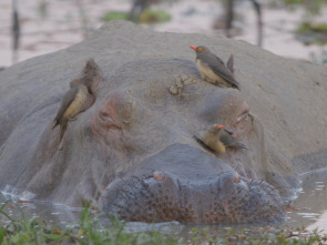 Imagen de Relats de Zàmbia - 1