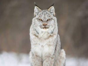 Imagen de El año de la naturaleza canadiense  - 3