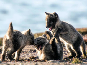 Imagen de L'any de la natura canadenca: Estiu - 1