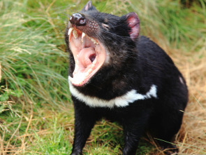 Imagen de Tasmania: extraña y sorprendente - 3