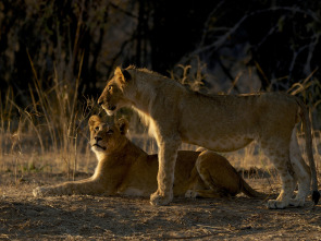 Imagen de Supervivientes de la...: Arquitectura animal - 2