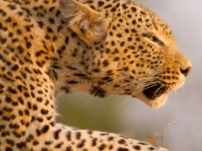 Imagen de Cazadores de África: La leopardo que cambió sus lunares - 3