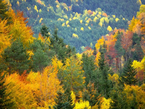 Imagen de El bosque protector: Bosques por el mundo, las Landas - 3