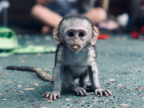 Imagen de Rescate de animales bebé - 3