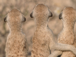 Imagen de Los sonidos de la naturaleza - 1