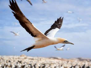 Imagen de El gran festín del océano - 3