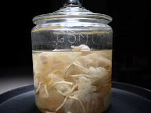 Imagen de El hombre que robó el cerebro de Einstein - 3