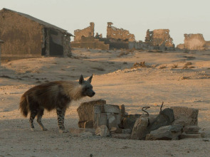 Imagen de Las hienas pardas de Makgadikgadi - 3