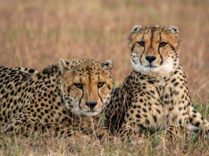 Imagen de Las criaturas secretas de África - 3