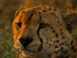 Imagen de Grandes especies de África  - 3