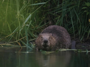 Imagen de Castor, un superhéroe de la naturaleza - 3