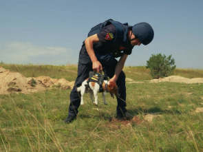 Imagen de Nosotros, nuestras mascotas y la guerra - 3