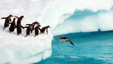 Imagen de The  y el dinosaurio...: Pingüinos - 3