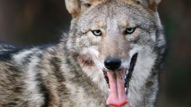 Imagen de La carrera por la vida: Guerreros de la naturaleza - 3