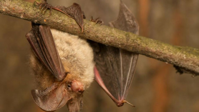 Imagen de La carrera por la vida: Grandes felinos - 3