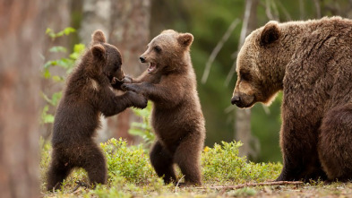 Imagen de Dentro del mundo salvaje  - 3