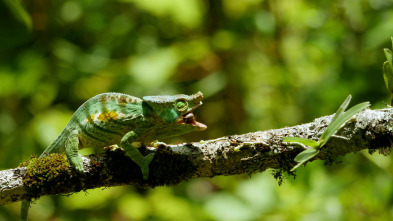Imagen de Planeta selva  - 3
