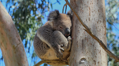 Imagen de La vida secreta de los koalas - 3