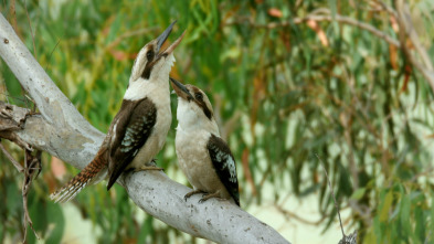 Imagen de Planeta selva: Una jungla de aromas: Australia - 3