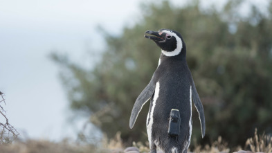 Imagen de Animales con cámaras  - 3